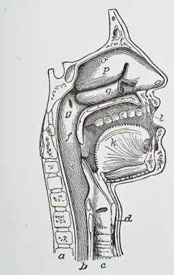 Nasal Cavity and Upper Respiratory Tract